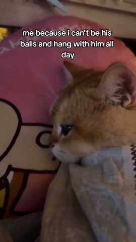 Cat & Relationship Memes | send this to him 😹 . . . . . #cat #cats #catmemes #relationship #relationshipmemes #relationshipgoals #viral #reels #viralreels | Instagram