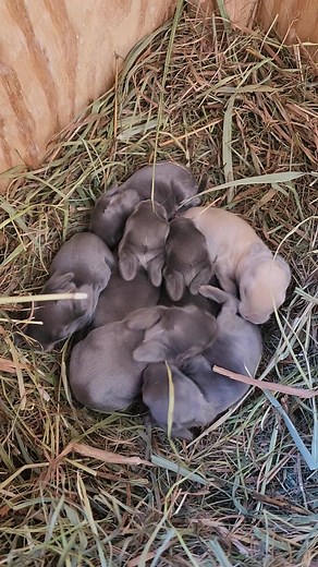 Awww Baby Bun Buns | Lena The Lizard Lady