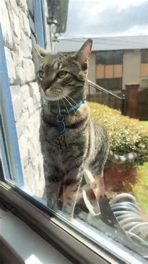 #cat at my window peeking 👀