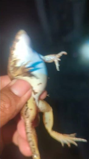 The Incredible Journey of Baby Frogs