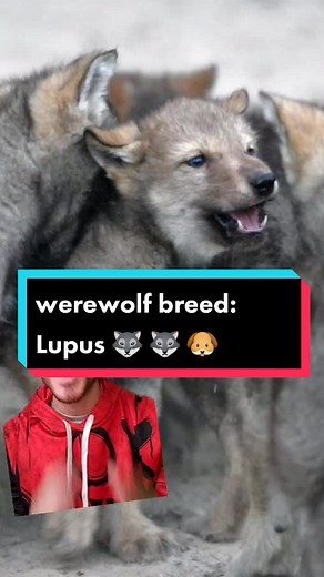 werewolf breed: Lupus #wod #vtm #werewolf #lore #vampdude #goth