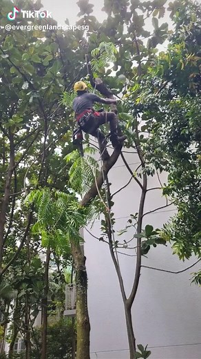 Looking For Someone taking care of your Gardening? Contact Steven Lim at 65 9223 3449 Evergreen Landscape & Construction Pte Ltd https://www.evergreenlandscape.com.sg #Treecutting #Treepruning #Treeplanting #Treestransplating #Landscape #LandscapeMaintenance #Grasscutting #Turfing