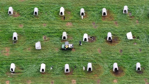 15K views · 415 reactions | Calf crates are individual hutches used...