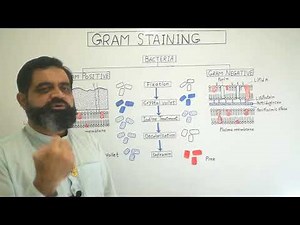 Gram Staining Urdu /Hindi medium ‪@prof.masoodfuzail‬|Gram Positive Bacteria|Gram NegativeBacteria