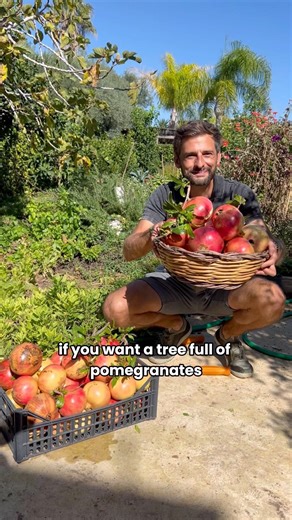Pruning tree tutorial for Pomegranates 🌿💚 #garden #tree #pomegranate
