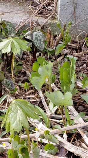 the good, bad & ugly flower bed #farmandprairie #nativeplants #flowers #bloodroot #mayapple
