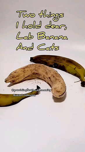 Russel Cameron on Instagram: "Lab Banana Shirt's available, link in bio. Beautiful artwork and design thanks to @sourflesh I asked for artwork including Lab Banana and my cat Gizmo and he went well beyond what I could have imagined. #instareels #instavideo #reel #reels #instagram #labbanana #instadaily #insta #instagood #lab #instatime"