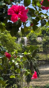 20K views · 297 reactions | Waterfall and Flower.. #waterfall #flowers #viralreelsシ #reelsfypシ #shorts #Awesome #awesomeness #fypシ #views1m #viewers #insta #instagram #instadaily #Rangamati | Beauty of Bangladesh | Facebook
