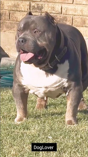 The Rare & Hidden Breeds of Pitbulls Story. 💯 #pitbull #viral #shorts