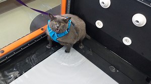 Cinderblock's first time on the treadmill trying to lose weight