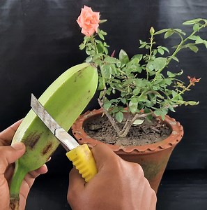 How to make raw banana/green banana fertilizer for any plant | Rana Craft