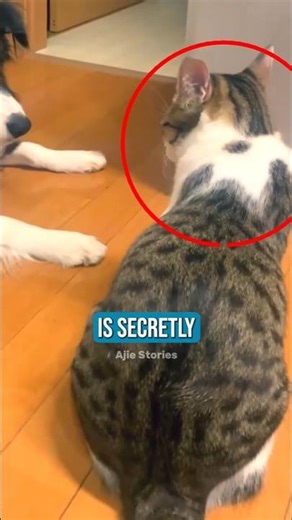 Cat vs Dog Play Fight or Real Ambush 😂