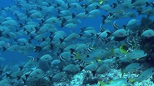 Tropical Fish Banner Fish On Underwater Stock Footage Video (100% Royalty-free) 3647644535 | Shutterstock