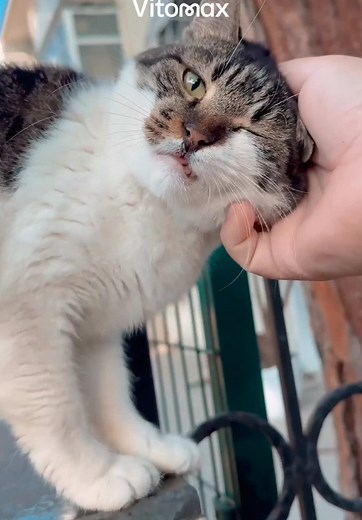 Ваш кіт лиже вам руки чи обличчя?