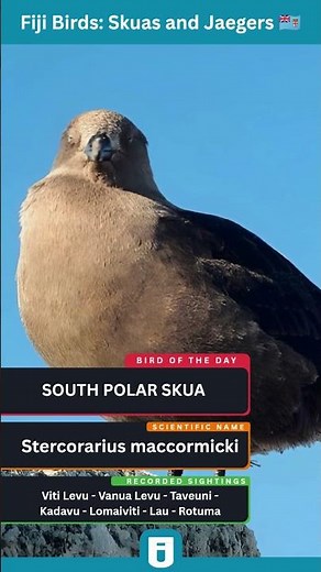South Polar Skua Explained | The Pirate of the Open Ocean