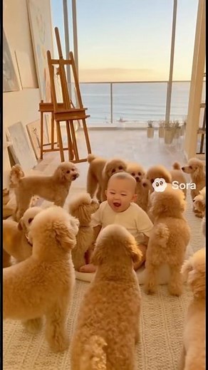 Baby Surrounded by Toy Poodles in a Stunning Ocean View Art Studio! #baby #dog #トイプードル #toypoodles
