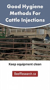 1K views | Find more cattle injection best practices in the full video and one-page guide available at BeefResearch.ca/injection-techniques. | Beef Cattle Research Council | Facebook