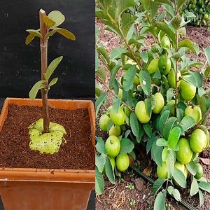 111K views · 4.4K reactions | How To Grow Guava Tree From Cutting In A Guava | Dian Creative | Facebook