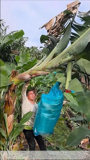 One slash fells the banana tree, one shoulder carries away the whole bunch of bananas.