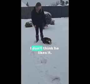 Cat's First Snow Day: Hilarious Winter Fun!
