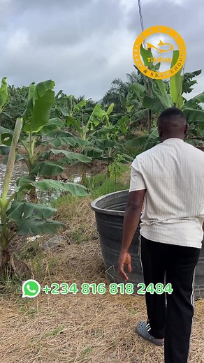 Catfish Eagerly Consume Sinking Pellets In this video, I show how much my catfish love to eat sinking pellets. I demonstrate that the fish can see and eat the pellets both inside and outside the water, dispelling the myth that sinking pellets are not accessible to fish. The pellets are compressed, so they take time to dissolve in the water, allowing the fish to consume them properly without being overfed. #CatfishFarm #SinkingPellets #FishFood #FishBehavior #AquacultureTips