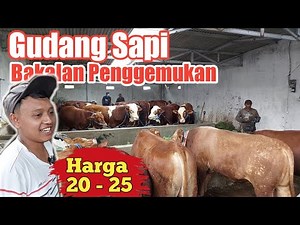 Full Review Harga Sapi Bakalan Penggemukan langsung di Kandang Mas Vicky