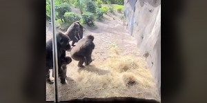 The epic reaction of gorillas after encountering a snake in a Florida park