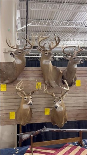 Some giant Ohio Whitetails at the Open Season Sportsman's Expo #deer #hunting