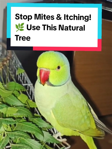 Neem bath for Indian Ringneck: safe natural remedy for mites & beak care