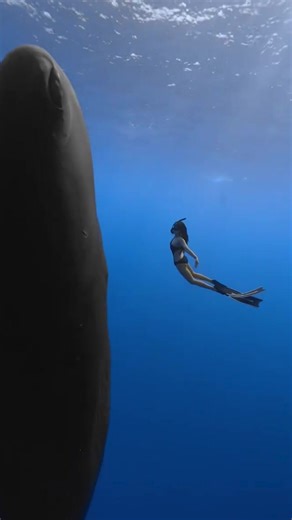 Everyone has different values, but I'm willing to pay for what moves my heart. #dive #sealife #oceananimals #diving #natural