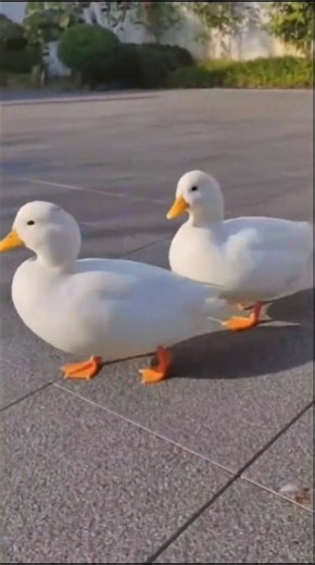 Cute White Ducks dancing 🦆 Together Adorable Duck Duo Moment, 🦆🦆 Twin Ducks on a Sunny Walk #