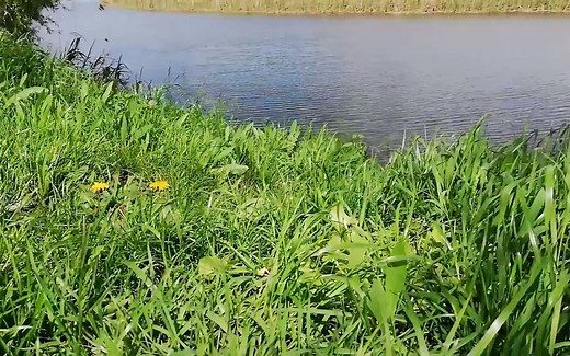 iBlender中文版插件 建模真实草地 五分钟就够了 ？ Create Realistic Grass Blender 插件 教程