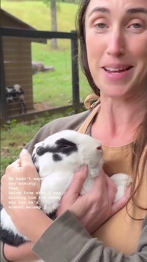 How To Butcher A Rabbit (Butchering Techniques For Meat Rabbits)