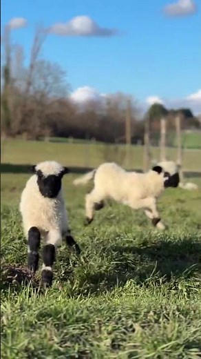 baby blacknose Valais sheep