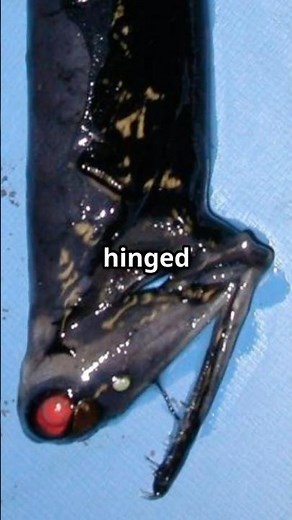 Meet the Ocean’s Stealth Assassin: The Stoplight Loosejaw #weirdnature #marinemystery #deepsea
