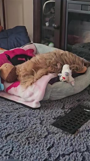 Penelope, Digging for i guess gold??? Our, Newest adopted full blooded female Shitzu, Rescued from the humane Society! #FYP #Shitzu