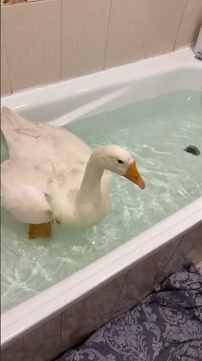 Goose Creates Bathtime Chaos || ViralHog