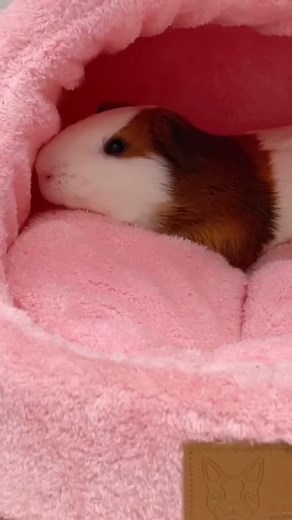 cute guinea pig #guineapig #guineapigs #guineapigsoftiktok #akguineapig #fyp #foryou #pet #pets #cute
