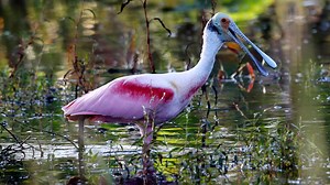 Here are 10 inventions that Florida can take credit for