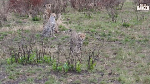 Observe a majestic cheetah family traveling across the wild plains