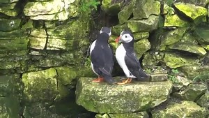 9.3K views · 1K reactions | We've had some early visitors on the cliffs over the last few days!  Although it's super exciting, they won't be back on land properly until the end of the month, so there's no guarantee they'll stick around. Keep your eyes peeled for more updates though...   Rich Berry | RSPB Bempton Cliffs | Facebook