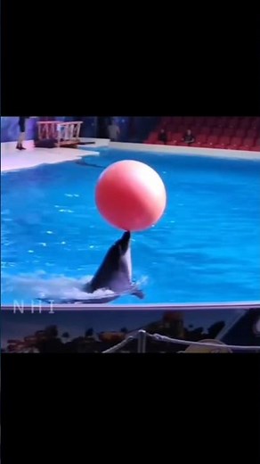Dolphins tricks with different types of balls. #dolphin 🐬 fun #dolphin core