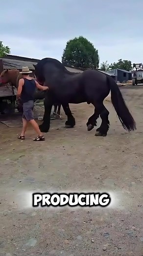 Stallion Horse Breeding Techniques for Optimal Results