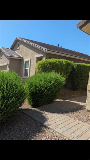 front yard bushes trimmed and sprayed as long with backyard #az #landscaping #fyp #phoenix #laveen