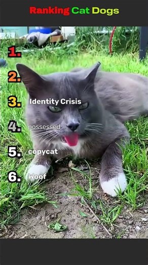 Ranking the best of cats acting like dogs