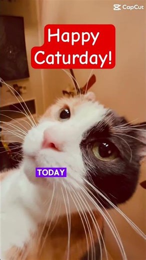 #catshorts #happy #caturday #cat #cute #cutecat