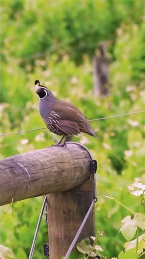 California Quail in the Wild – Beauty, Sounds & Behavior