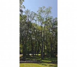 Sending 110ft dead ash! #danlennoxtreepros #TreeRemovalPros #treeservice #gitrdone #avantgrapple #leonardimanufacturing #@cnyfarmsupply #avant | Dan Lennox Tree Pros