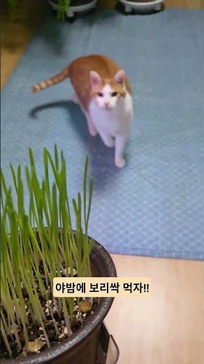 반려묘 최애 간식 보리싹