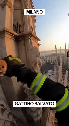 Gattini salvati a Milano: una storia toccante